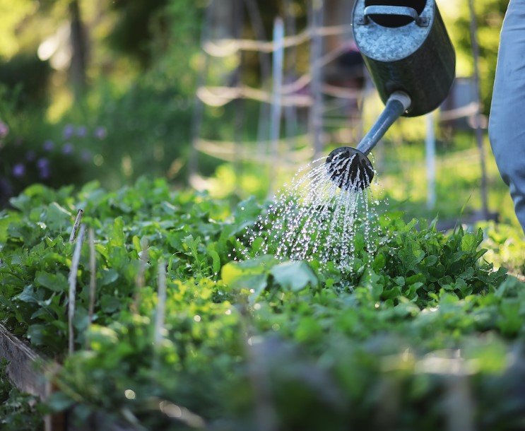 Backyard Gardening