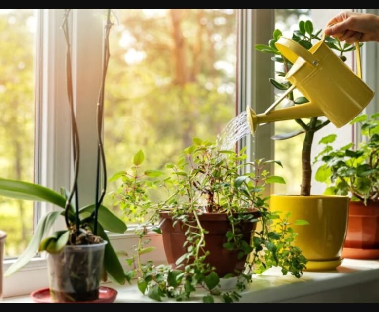 Indoor Gardening