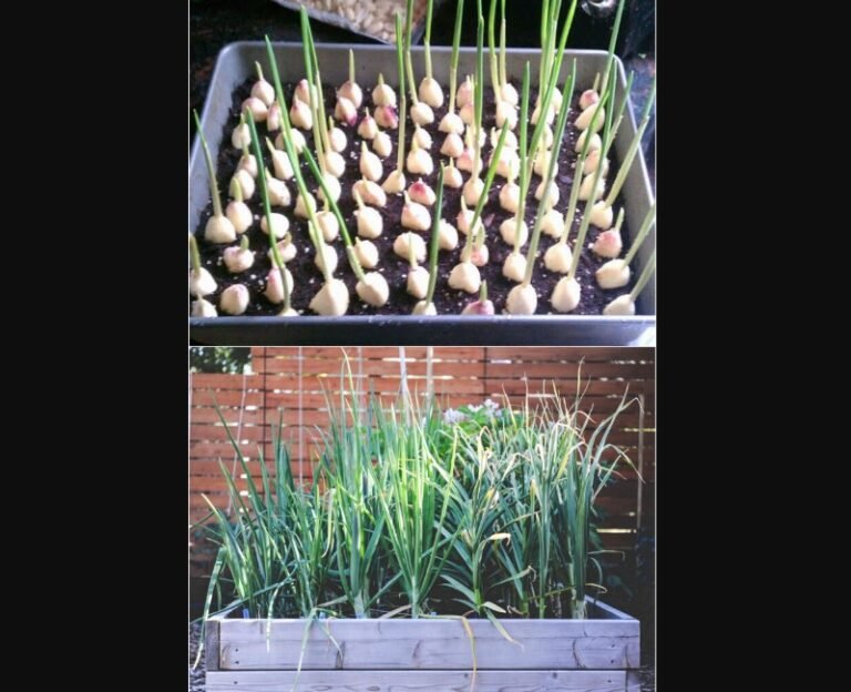 Garlic in Containers